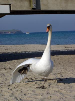 schwan in boltenhagen.jpg